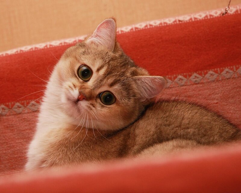 Golden Tabby Cat — Brown, Calm