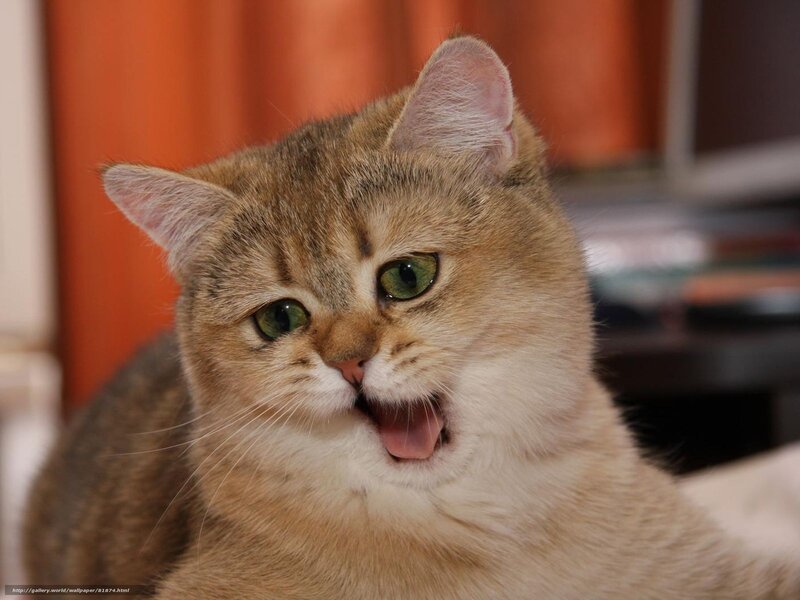 Golden Tabby Cat — Brown