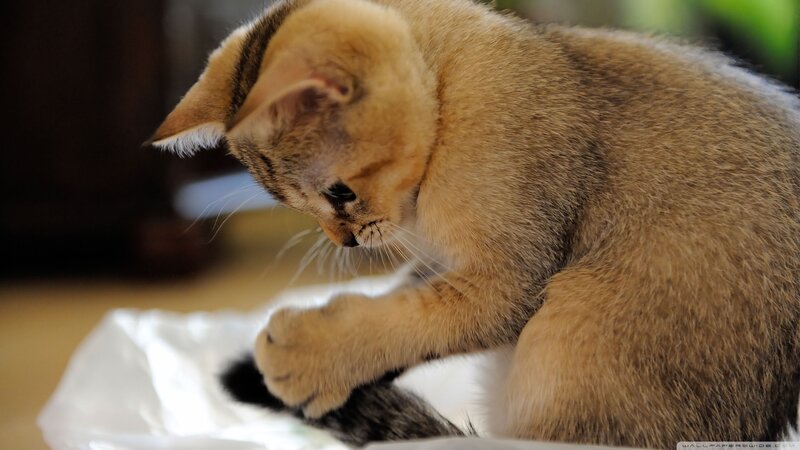 Golden Tabby Cat Grooming