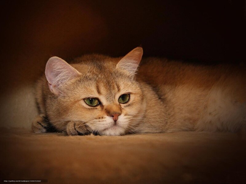 Golden Tabby Cat Lying