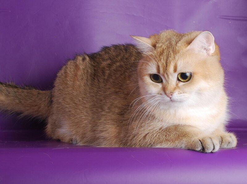 golden tabby cat on purple