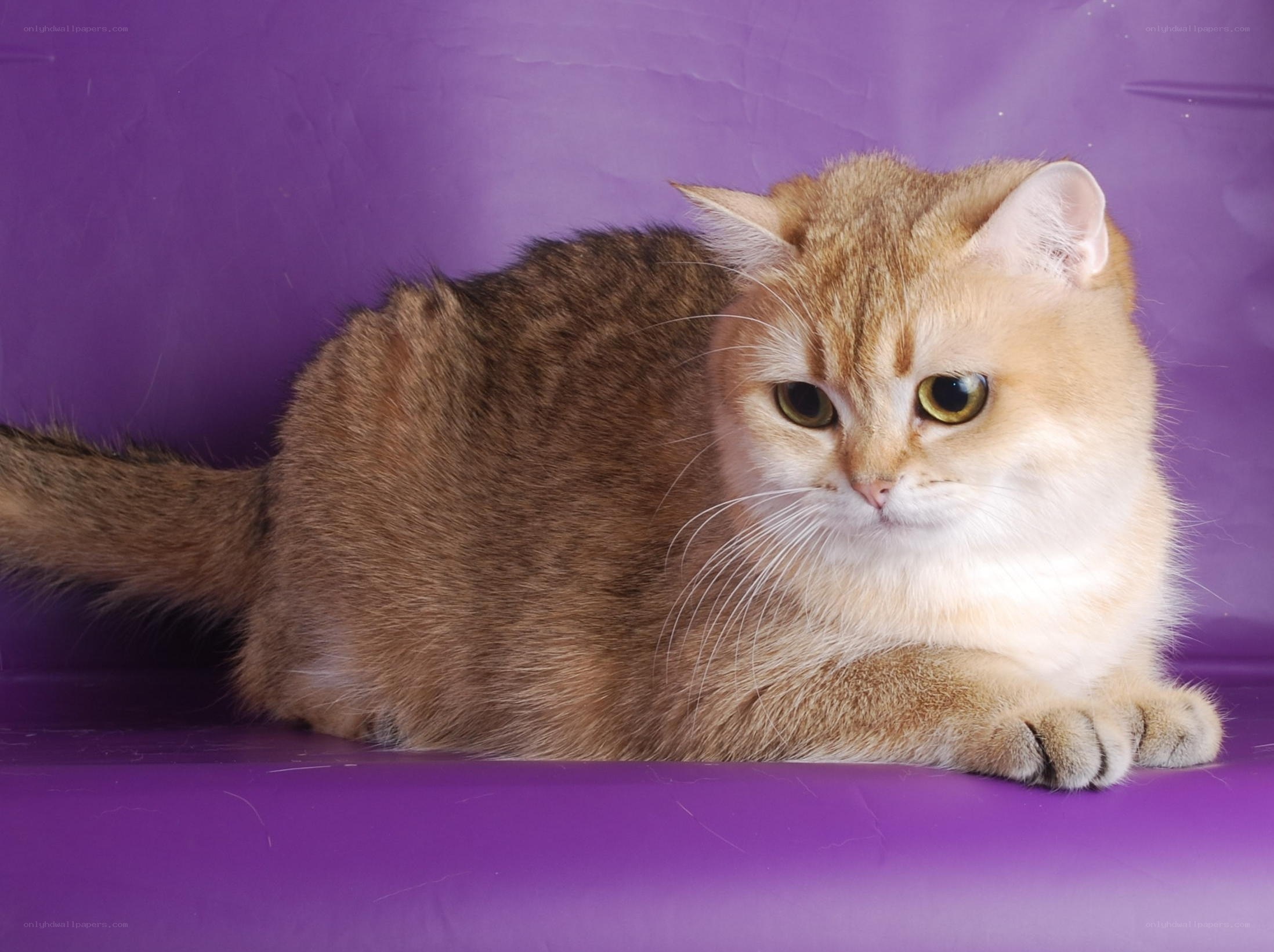 golden tabby cat on purple