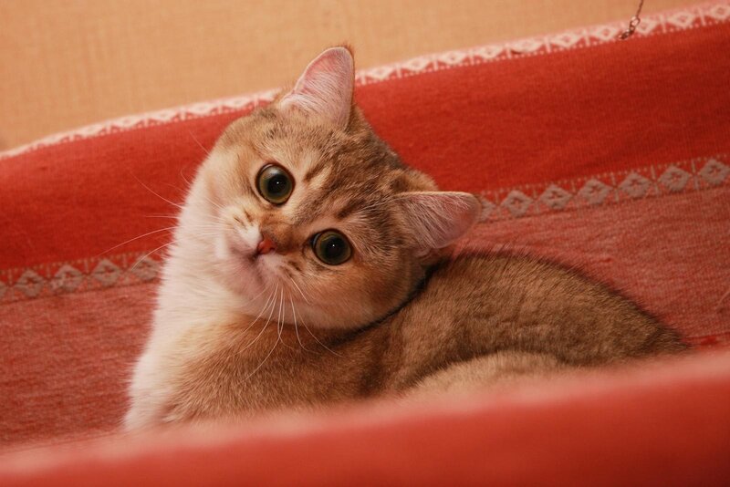 Golden Tabby Cat — Red, Curious