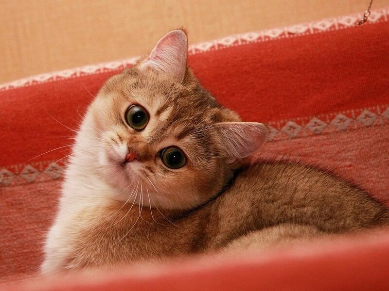 Golden Tabby Cat — Red