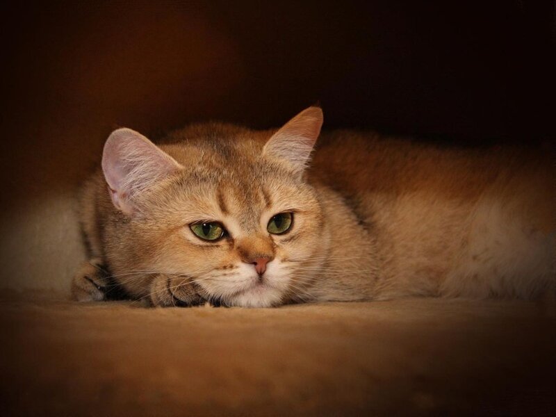 Golden Tabby Cat