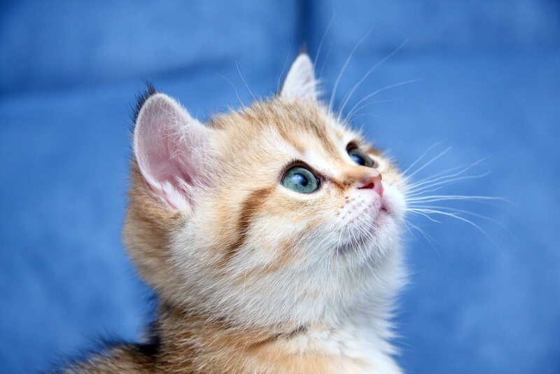 Golden Tabby Kitten — Blue, Curious