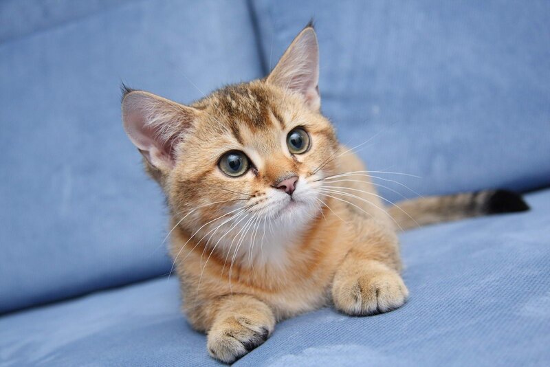 Golden Tabby Kitten — Blue