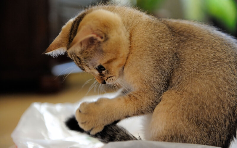 Golden Tabby Kitten — Brown, Calm, Photograph, Plastic Bag