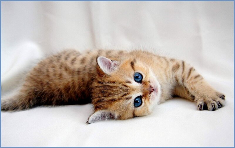 Golden Tabby Kitten — Brown, Calm, Photograph