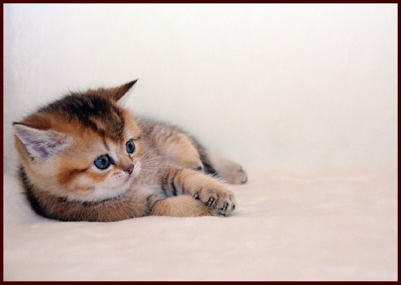 Golden Tabby Kitten — Brown, Calm