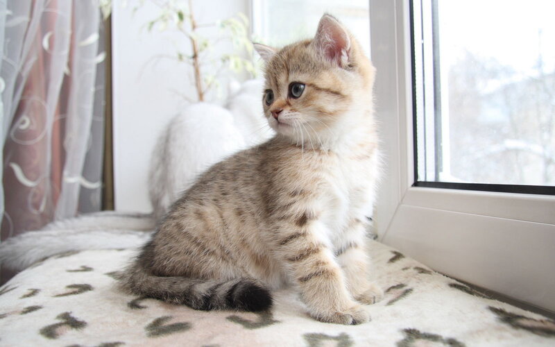 Golden Tabby Kitten — Brown, Calm, Winter
