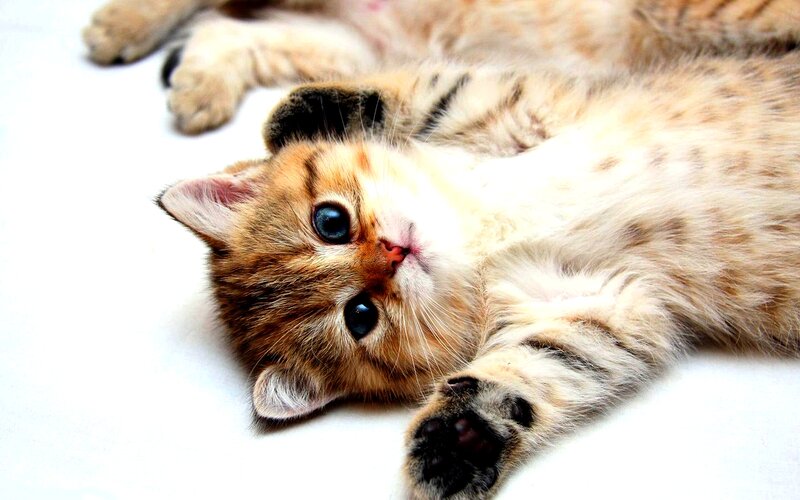 Golden Tabby Kitten — Brown, Playful