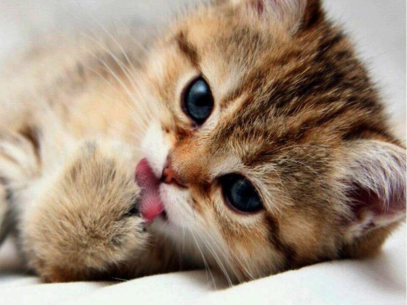 Golden Tabby Kitten — Brown