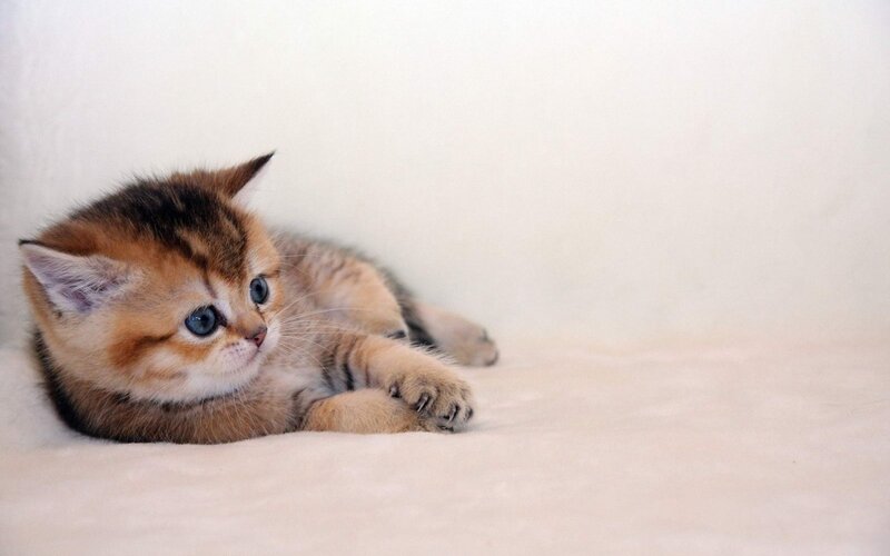 Golden Tabby Kitten — White, Calm, Photograph, Blanket
