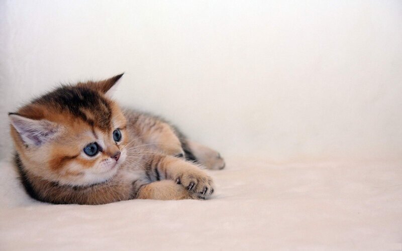 Golden Tabby Kitten — White, Calm, Photograph, Cat
