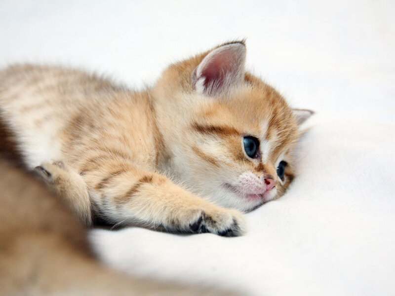 Golden Tabby Kitten — White, Calm, Photograph