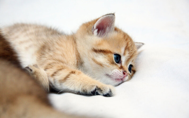 Golden Tabby Kitten — White, Calm, Photograph, White Surface