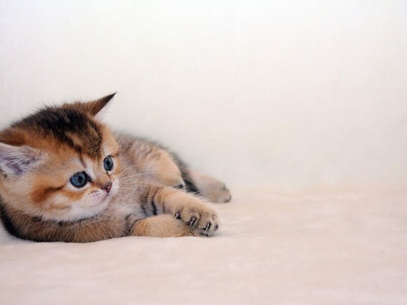 Golden Tabby Kitten — White, Calm