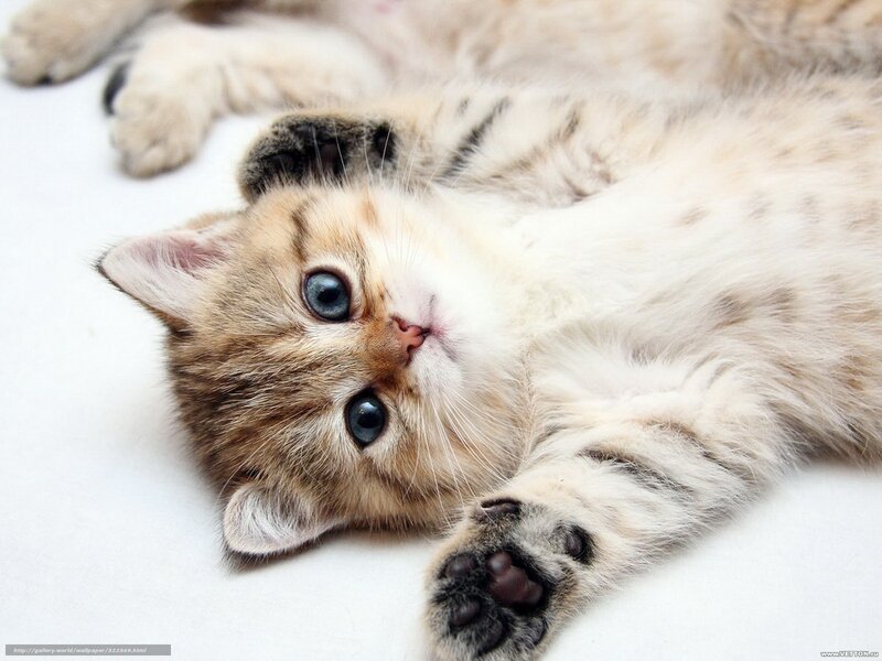 Golden Tabby Kitten — White, Playful