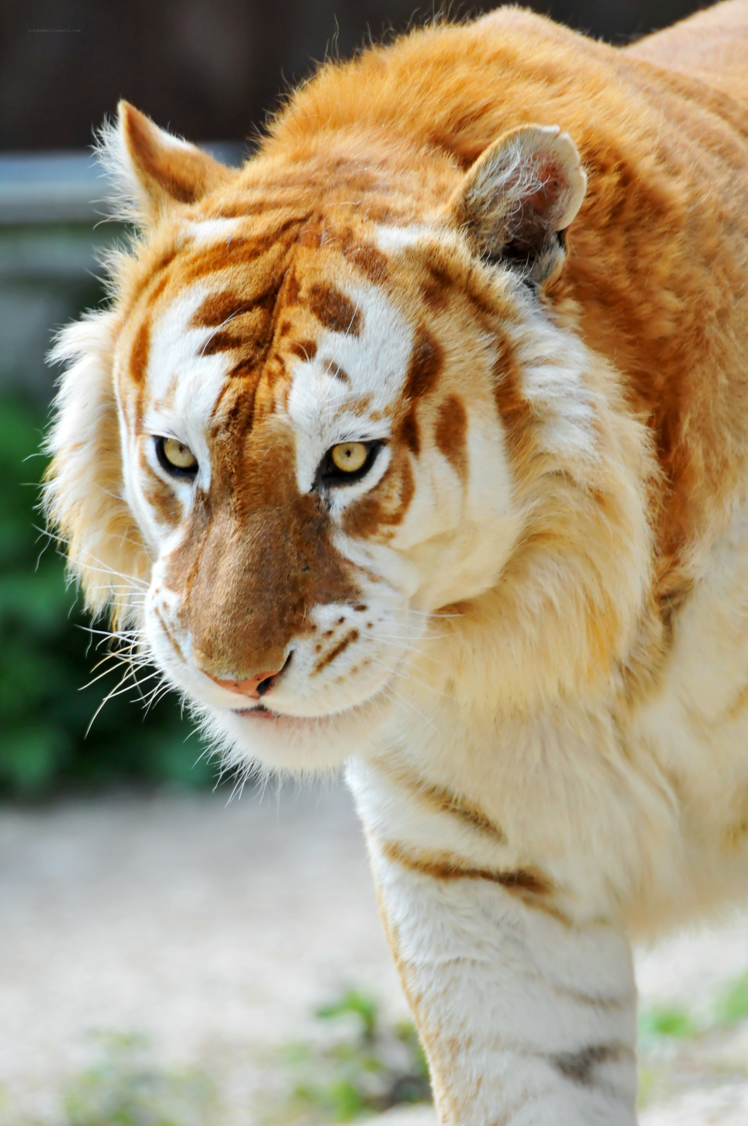 Golden tiger in close-up