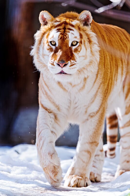 Golden tiger in snow