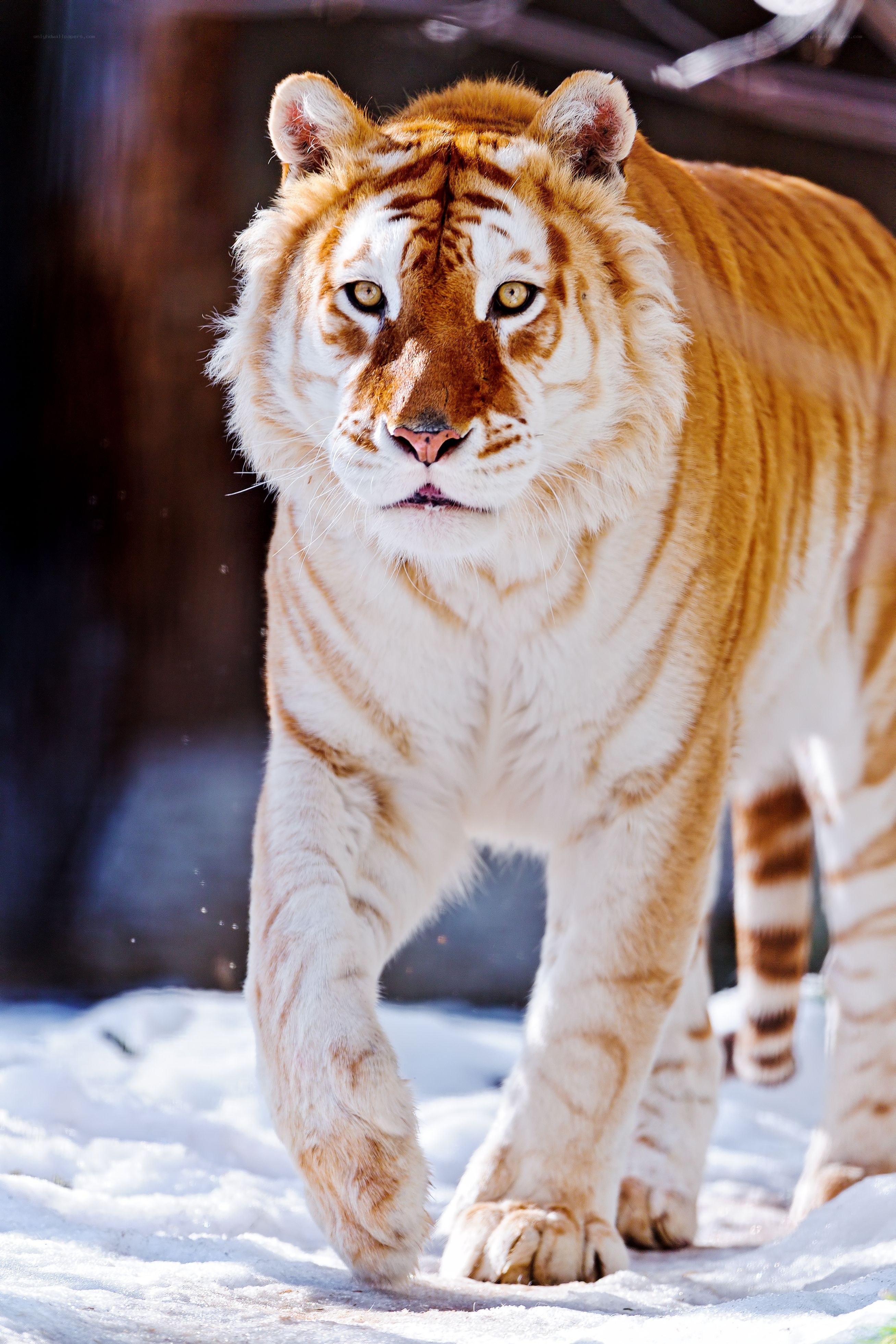 Golden tiger in snow