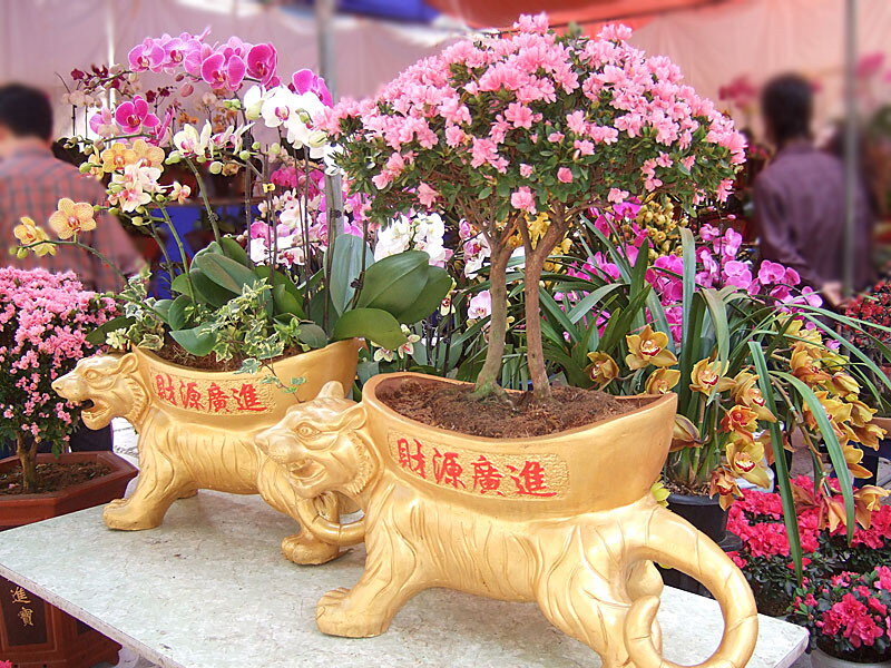 Golden Tiger Planters