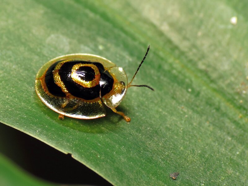 Golden Tortoise Beetle — Green