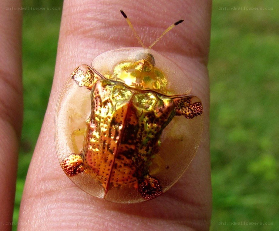 golden tortoise beetle on finger