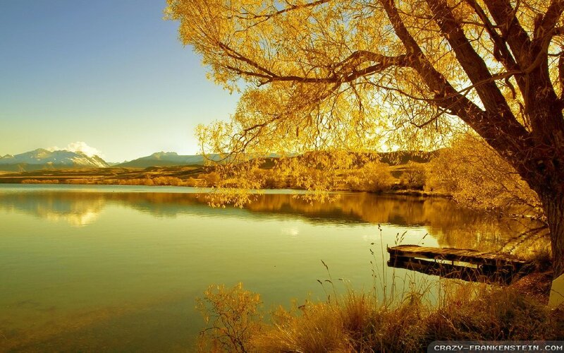 Golden Tree by Lake