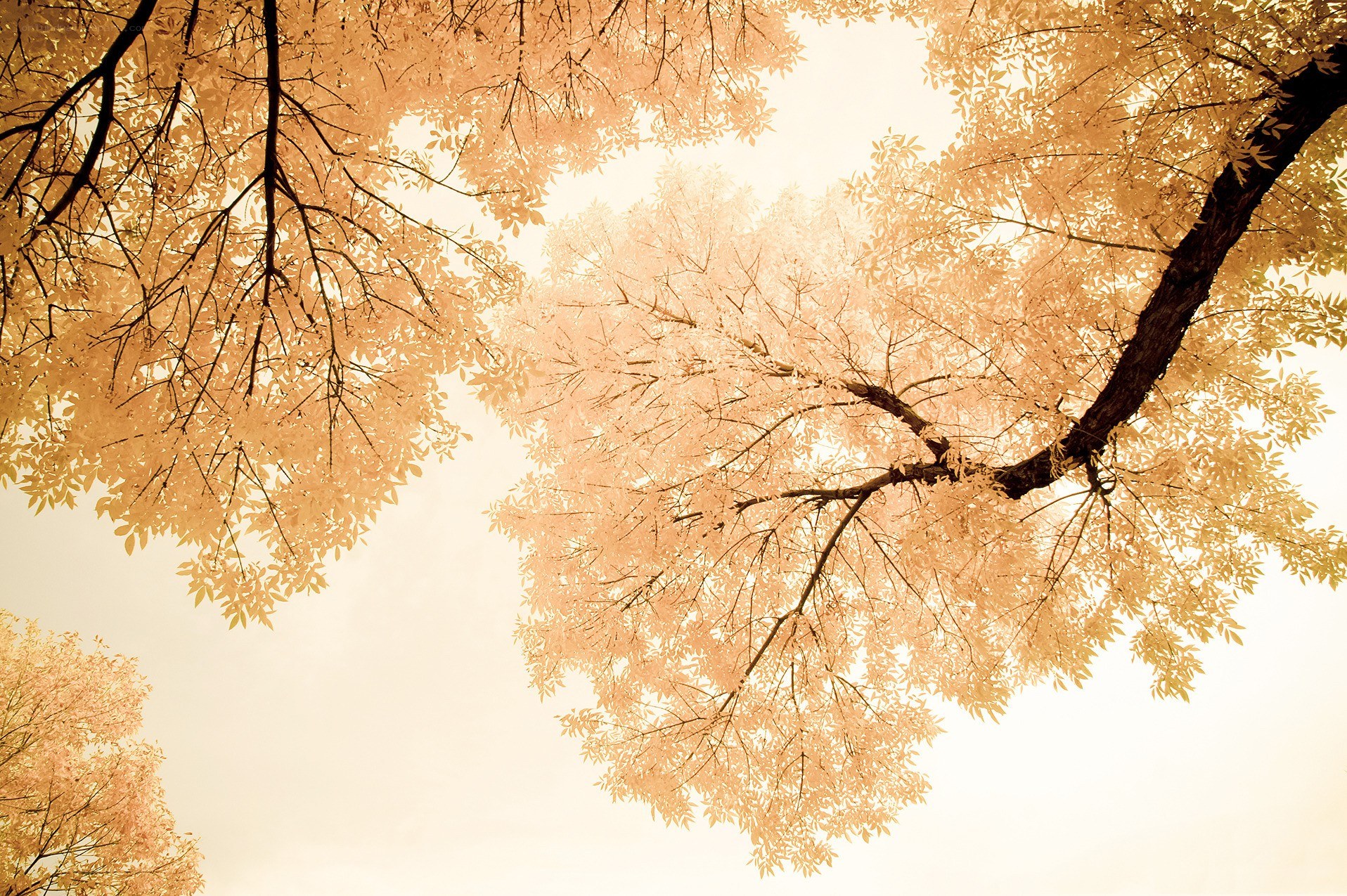 golden tree canopy view