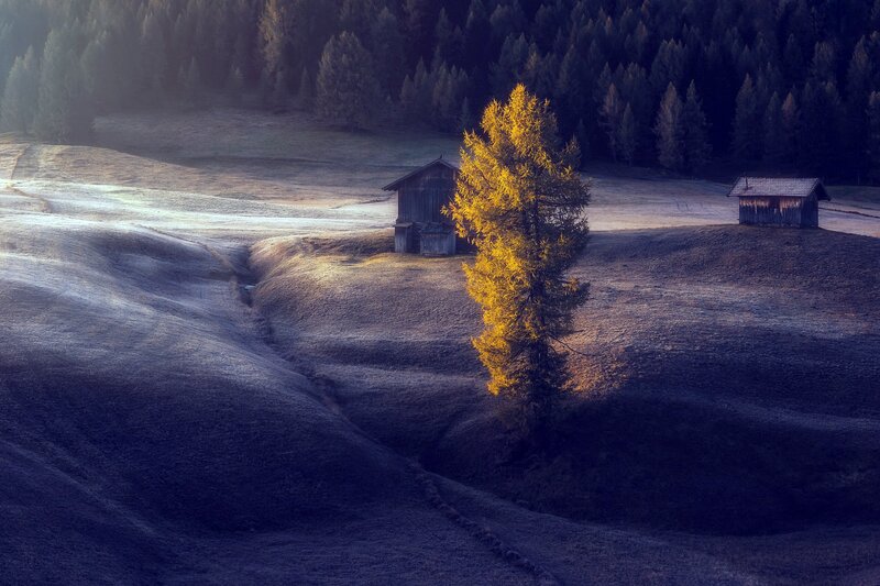 Golden Tree in Field — Gold