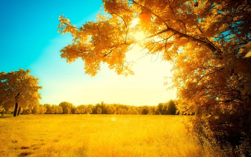 Golden Tree in Field — Yellow