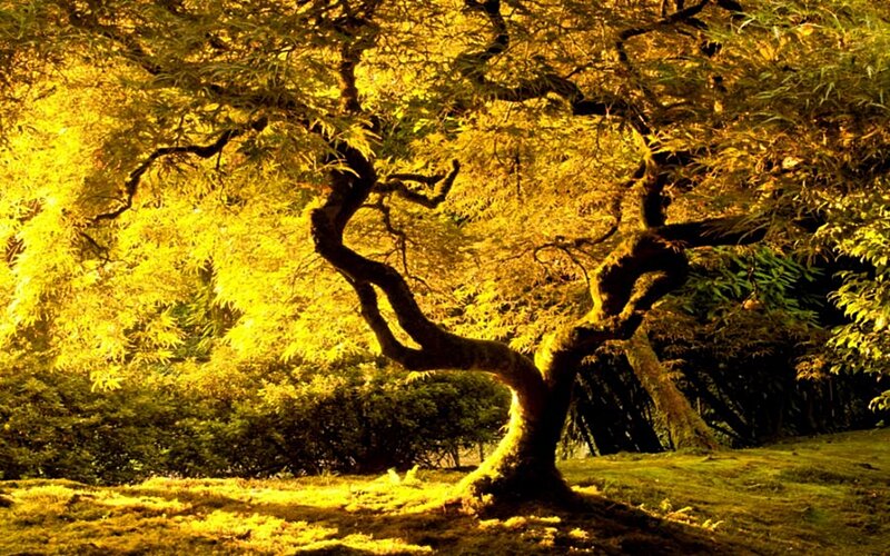 Golden tree in forest