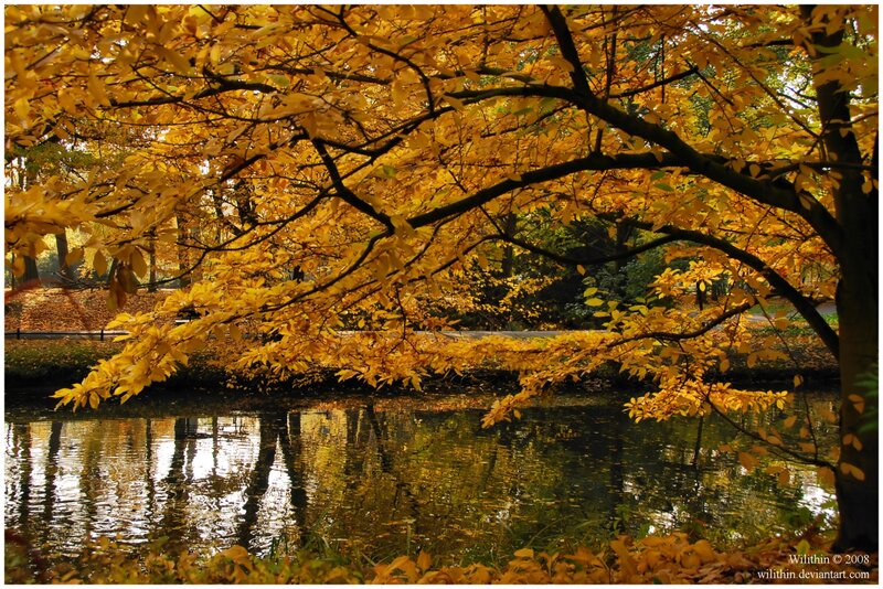 Golden Tree over Pond