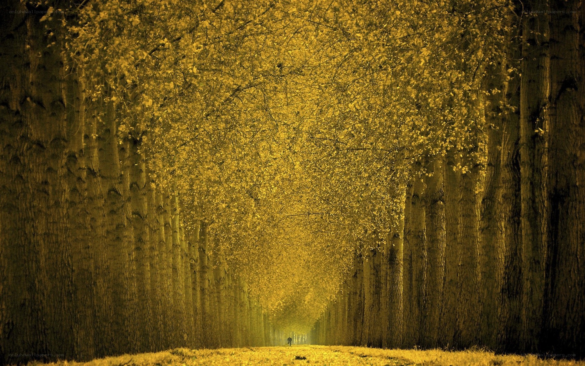 Golden tree tunnel path