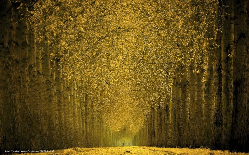 Golden tree tunnel path