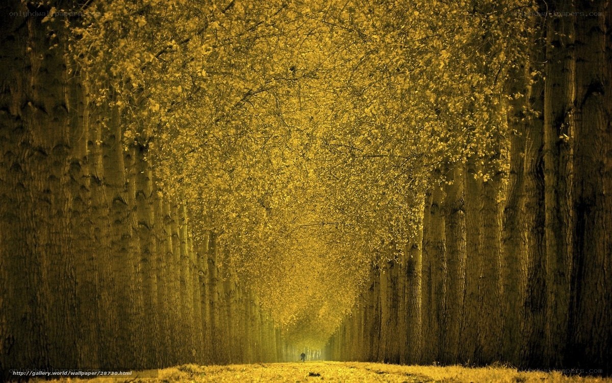 Golden tree tunnel path