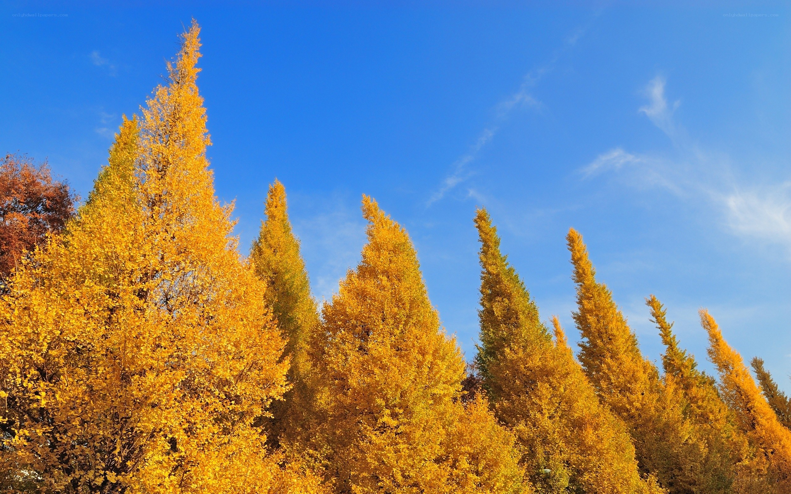 Golden trees against blue sky