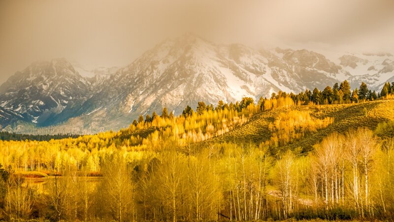 Golden Trees and Snow-capped Mountains — Gold