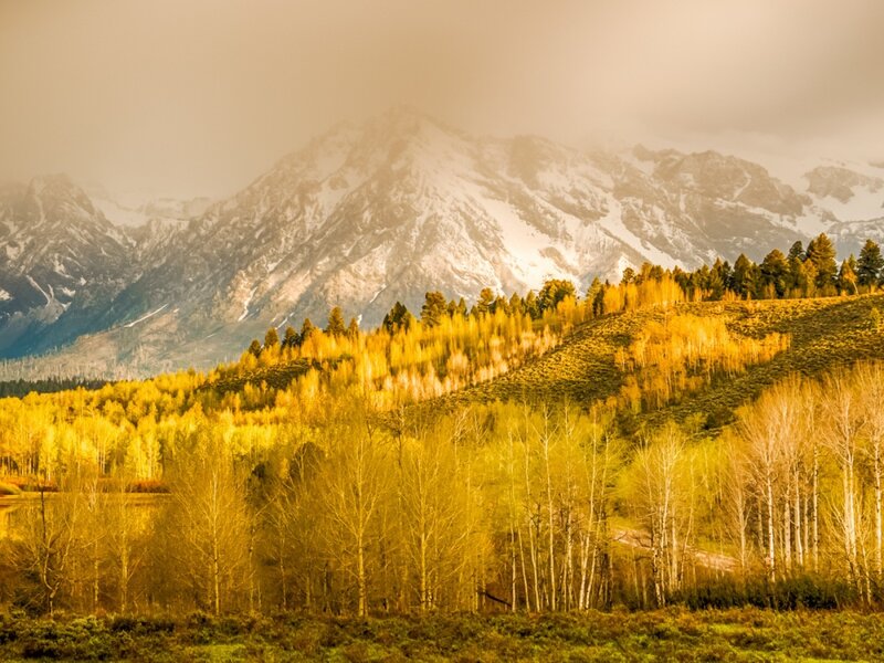 Golden Trees and Snow-capped Mountains