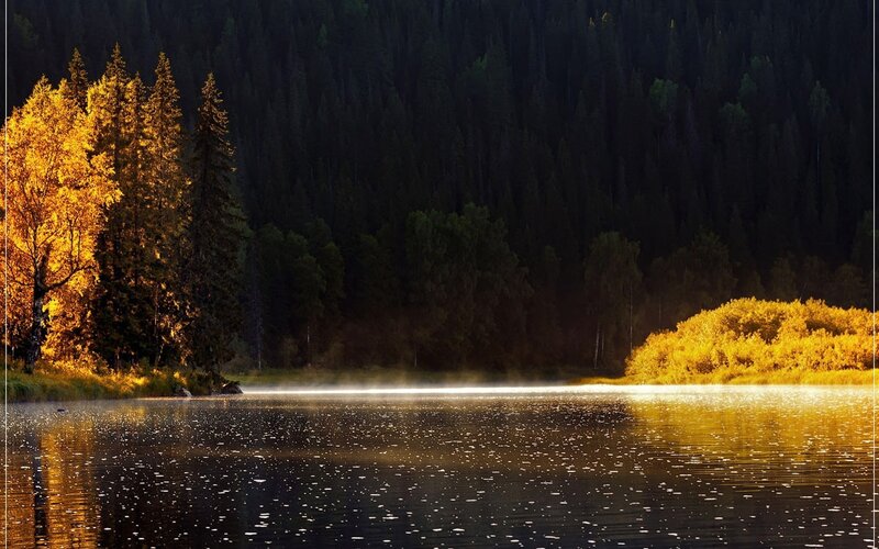 Golden Trees by Lake — Gold