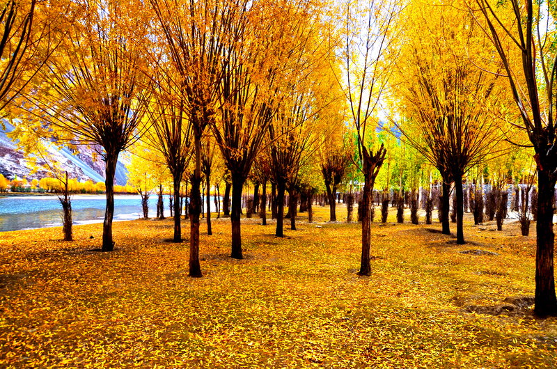 Golden Trees by River