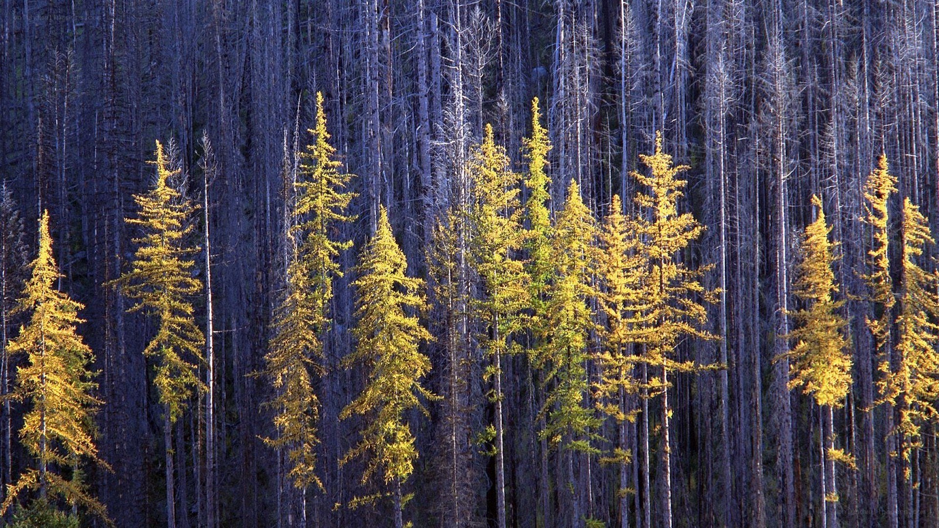 Golden trees in a forest