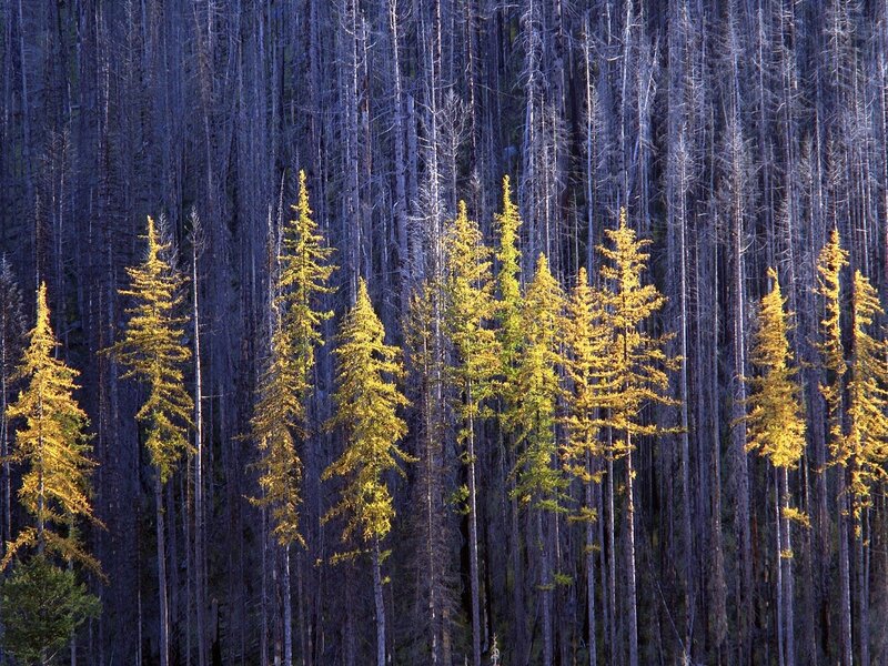 Golden trees in a forest