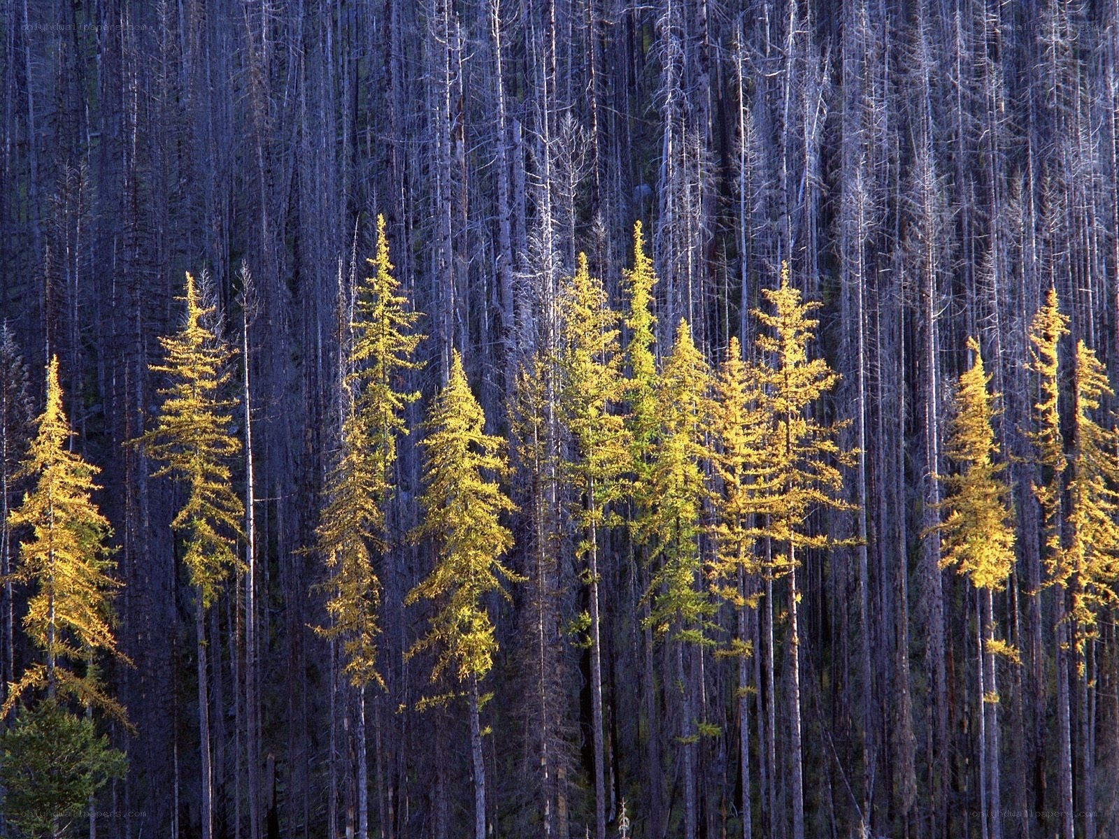 Golden trees in a forest