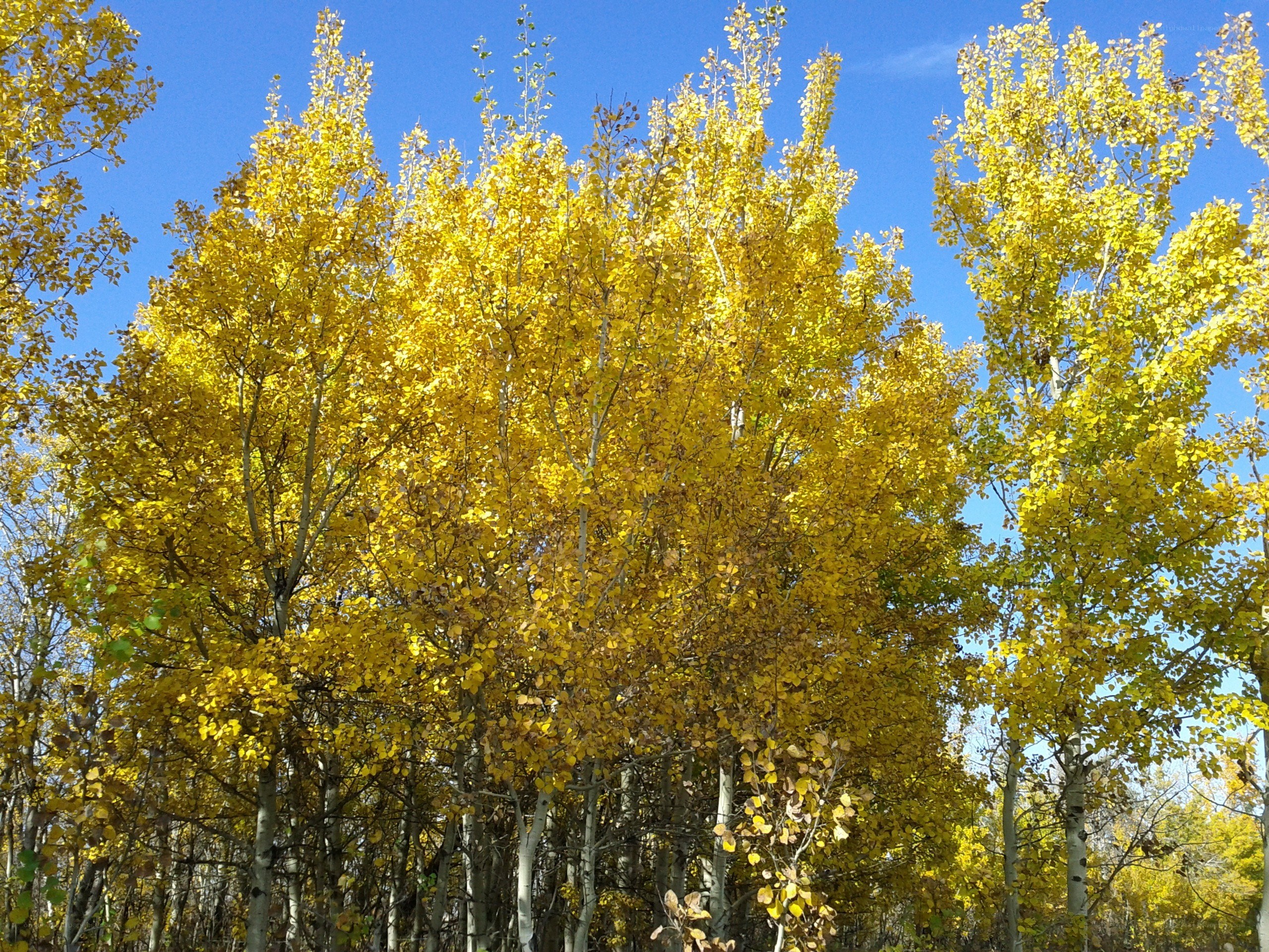 Golden trees in autumn
