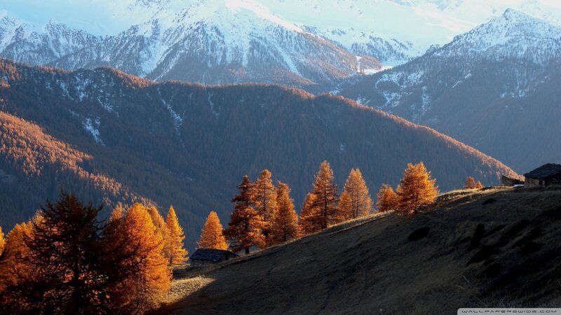 Golden Trees on Mountain Slope