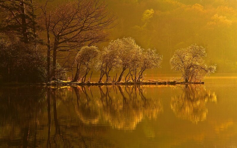 Golden trees reflected in a lake