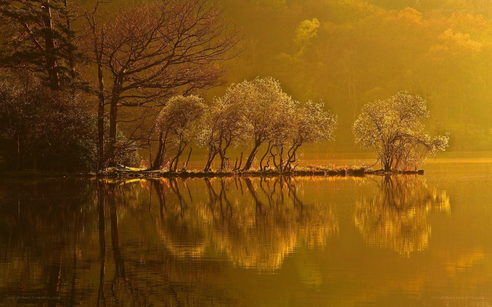 Golden trees reflected in a lake